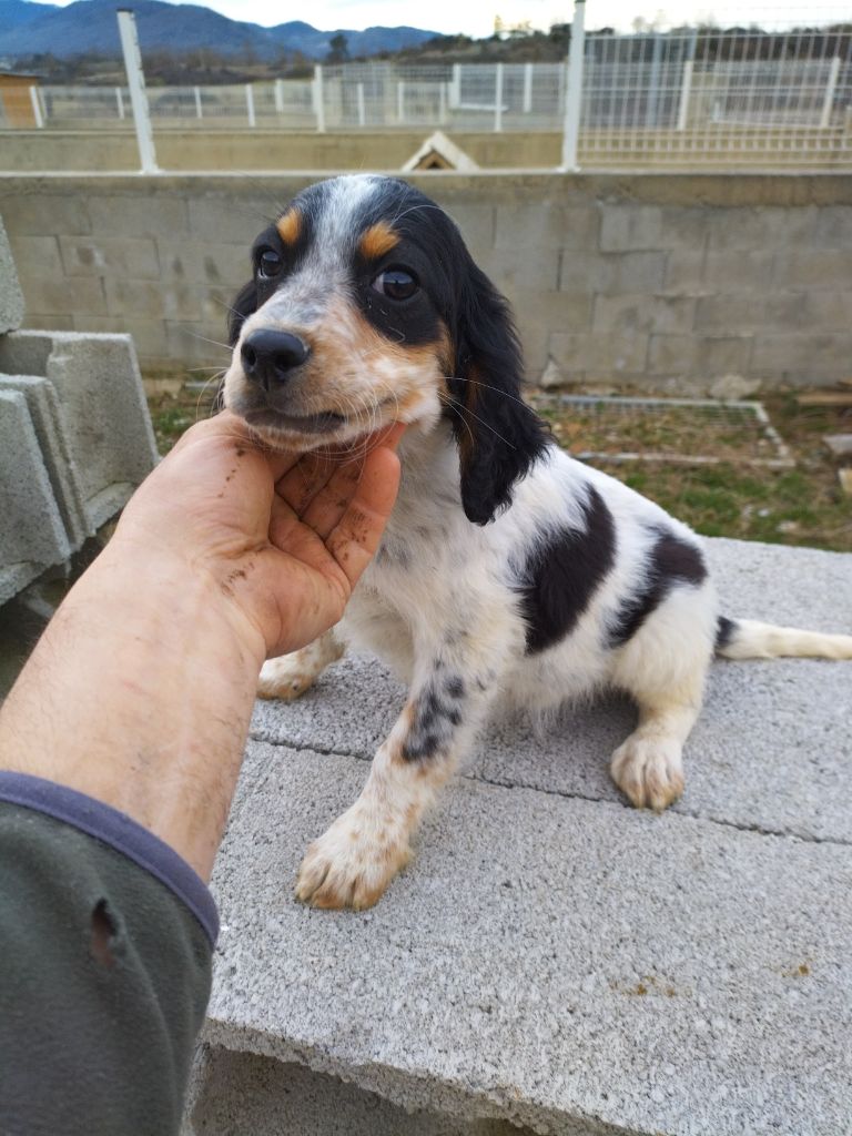 De La Terrible Menée - Chiots disponibles - Setter Anglais