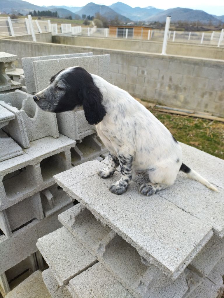 De La Terrible Menée - Chiots disponibles - Setter Anglais