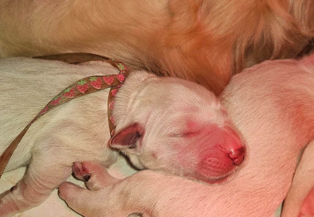 Des Terres De Flore - Les bébés de Poupée et Thadeus sont nés !