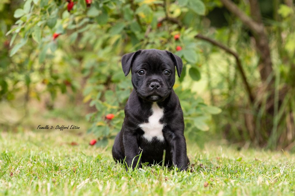 Of Stafford Edition - Staffordshire Bull Terrier - Portée née le 24/06/2023