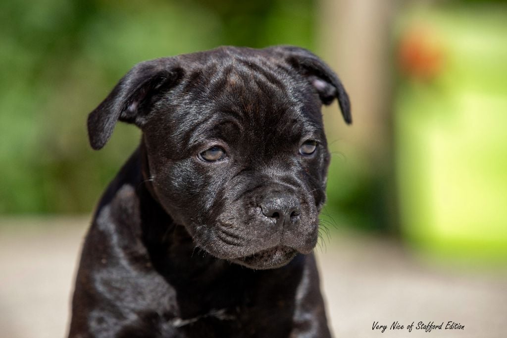 Of Stafford Edition - Staffordshire Bull Terrier - Portée née le 15/05/2024