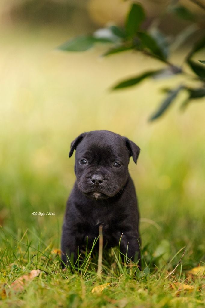 Of Stafford Edition - Staffordshire Bull Terrier - Portée née le 18/10/2023