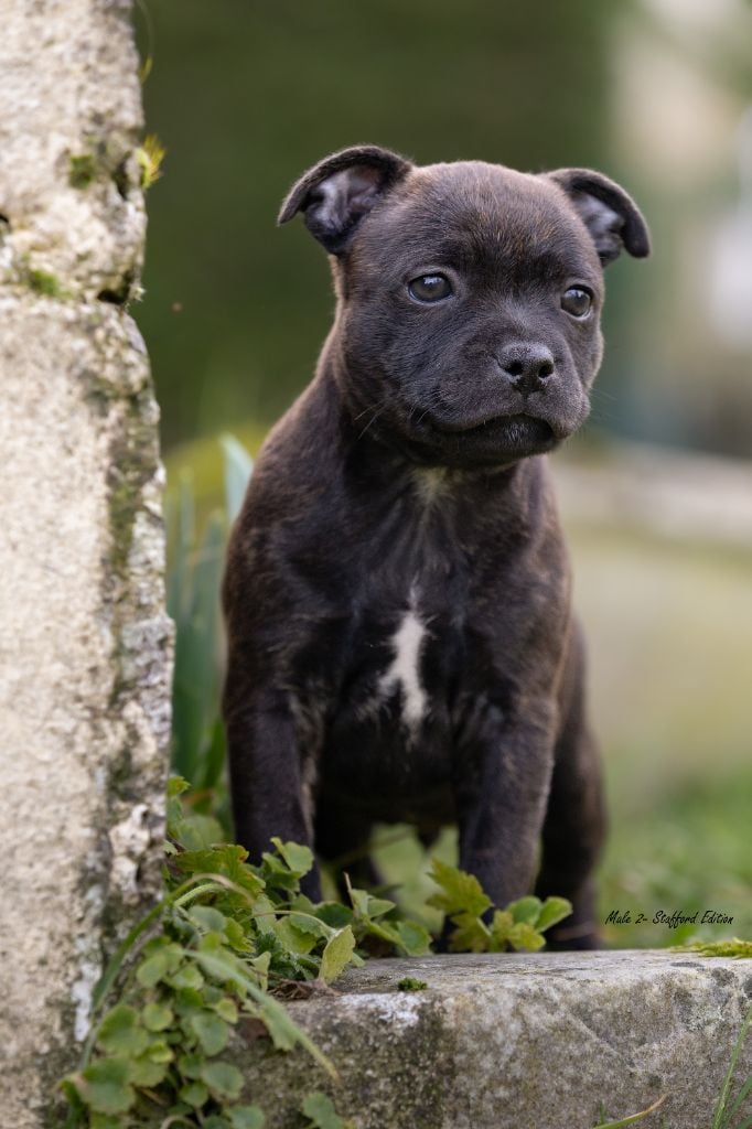 Of Stafford Edition - Staffordshire Bull Terrier - Portée née le 13/12/2024