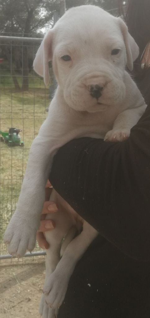 De La Plaine D'Orion - Chiots disponibles - Dogo Argentino