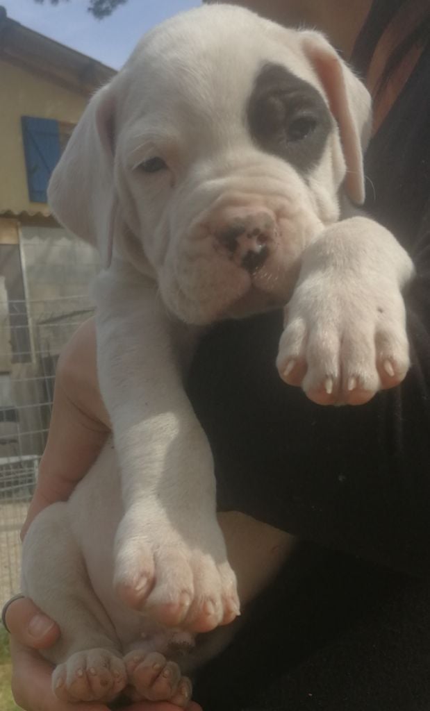 De La Plaine D'Orion - Chiots disponibles - Dogo Argentino