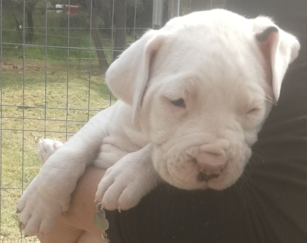 De La Plaine D'Orion - Chiots disponibles - Dogo Argentino