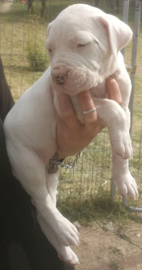 De La Plaine D'Orion - Chiots disponibles - Dogo Argentino