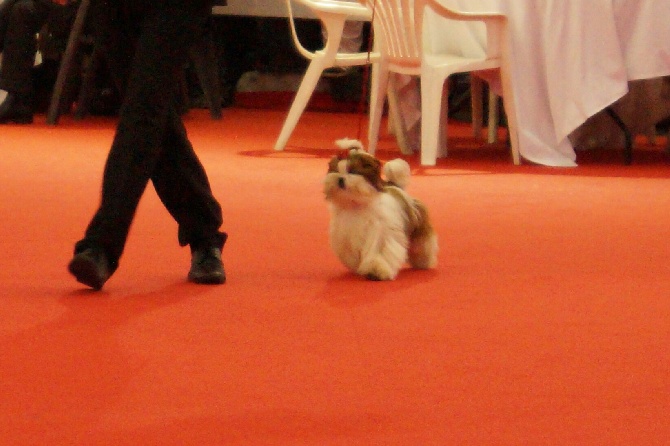 D'altan Khan - Meilleur puppy - Exposition internationale de Bordeaux 2015