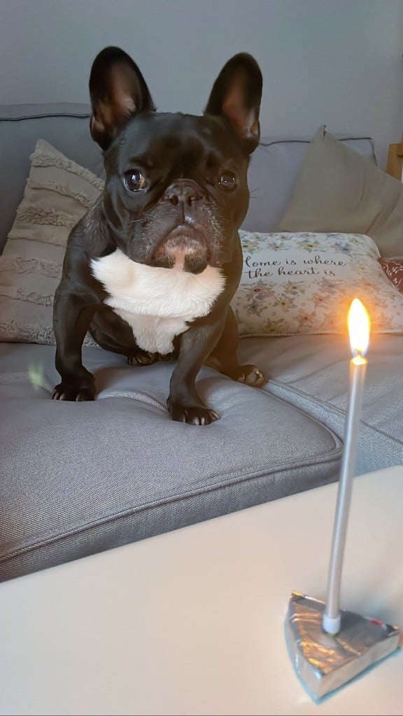 Von Boule D'esteix - Norbert deNiro Von Boule D?Esteix, 6 ans 