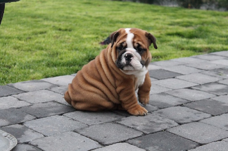 Majesty Bull - Bulldog Anglais - Portée née le 01/10/2015