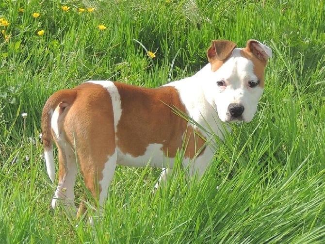 chien volé a l'élevage