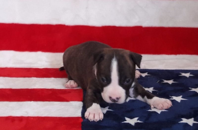 Des Protecteurs D'eloya - Chiots disponibles - American Staffordshire Terrier