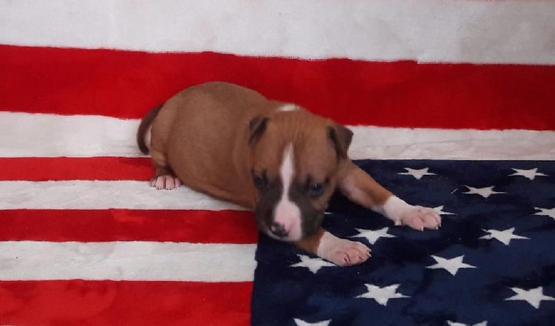 Des Protecteurs D'eloya - Chiots disponibles - American Staffordshire Terrier