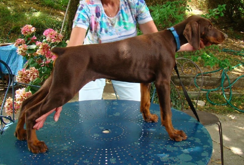 Des Hauts De Souffle L'autan - Chiots disponibles - Dobermann