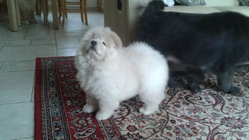 South Pride - Chow Chow - Portée née le 29/09/2014