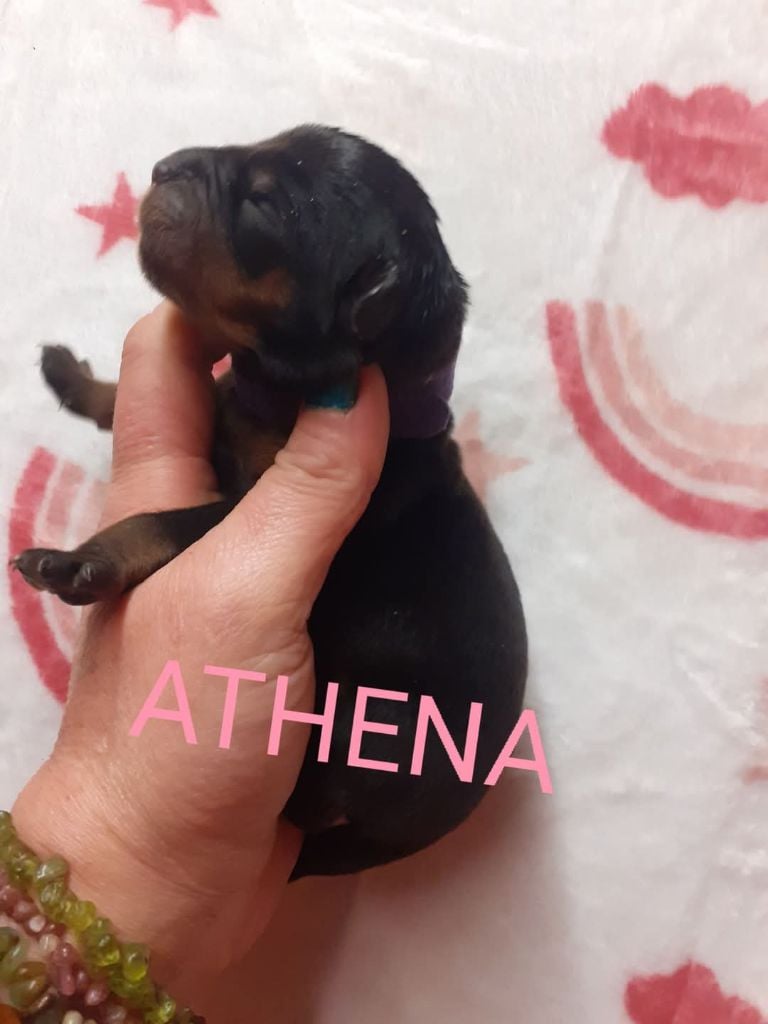 Des anges noirs et feux - Chiots disponibles - Rottweiler