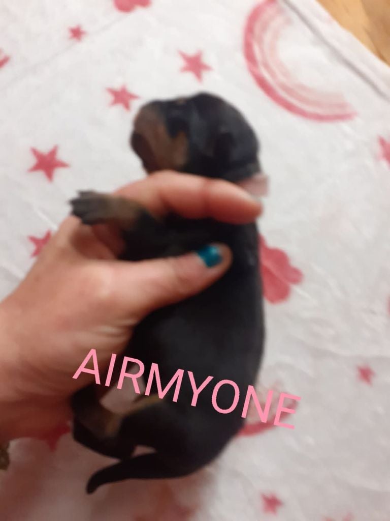 Des anges noirs et feux - Chiots disponibles - Rottweiler