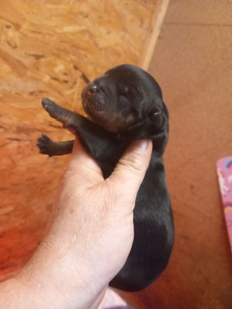 Des anges noirs et feux - Chiots disponibles - Rottweiler