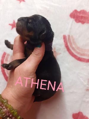 ATHENA 