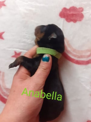 ANABELLA 