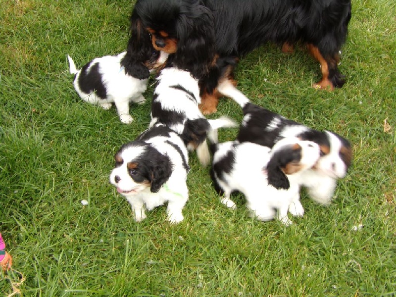 Des P'tits Loups D'emy - Cavalier King Charles Spaniel - Portée née le 20/03/2015