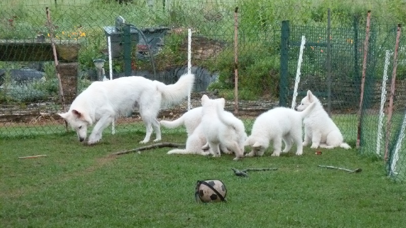 Des P'tits Loups De Bertrichamps - Berger Blanc Suisse - Portée née le 14/04/2013