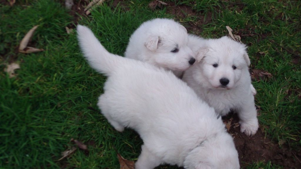 Des P'tits Loups De Bertrichamps - Berger Blanc Suisse - Portée née le 16/01/2020