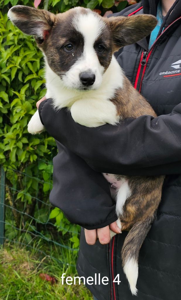 Du Clan Des Sel - Chiots disponibles - Welsh Corgi Cardigan