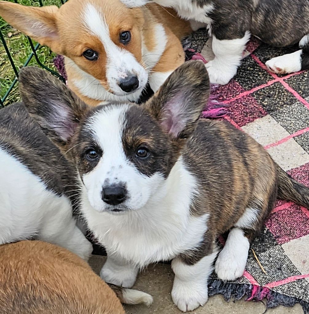 Du Clan Des Sel - Chiots disponibles - Welsh Corgi Cardigan