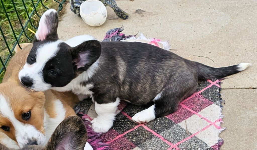 Du Clan Des Sel - Chiots disponibles - Welsh Corgi Cardigan