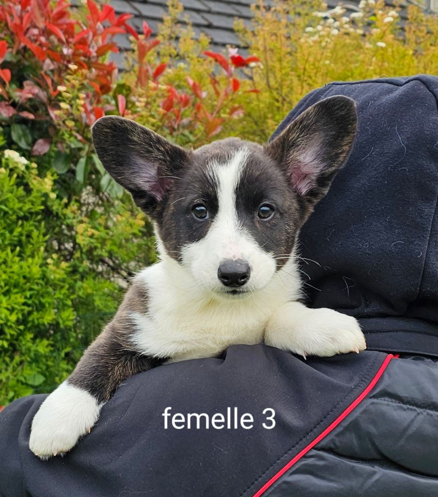 Du Clan Des Sel - Chiots disponibles - Welsh Corgi Cardigan