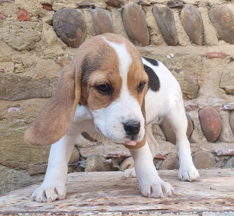 Des Collines Du Lac De Paladru - Chiots disponibles - Beagle