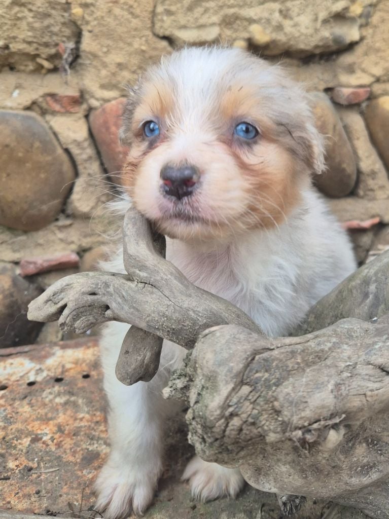 Des Collines Du Lac De Paladru - Chiots disponibles - Berger Australien