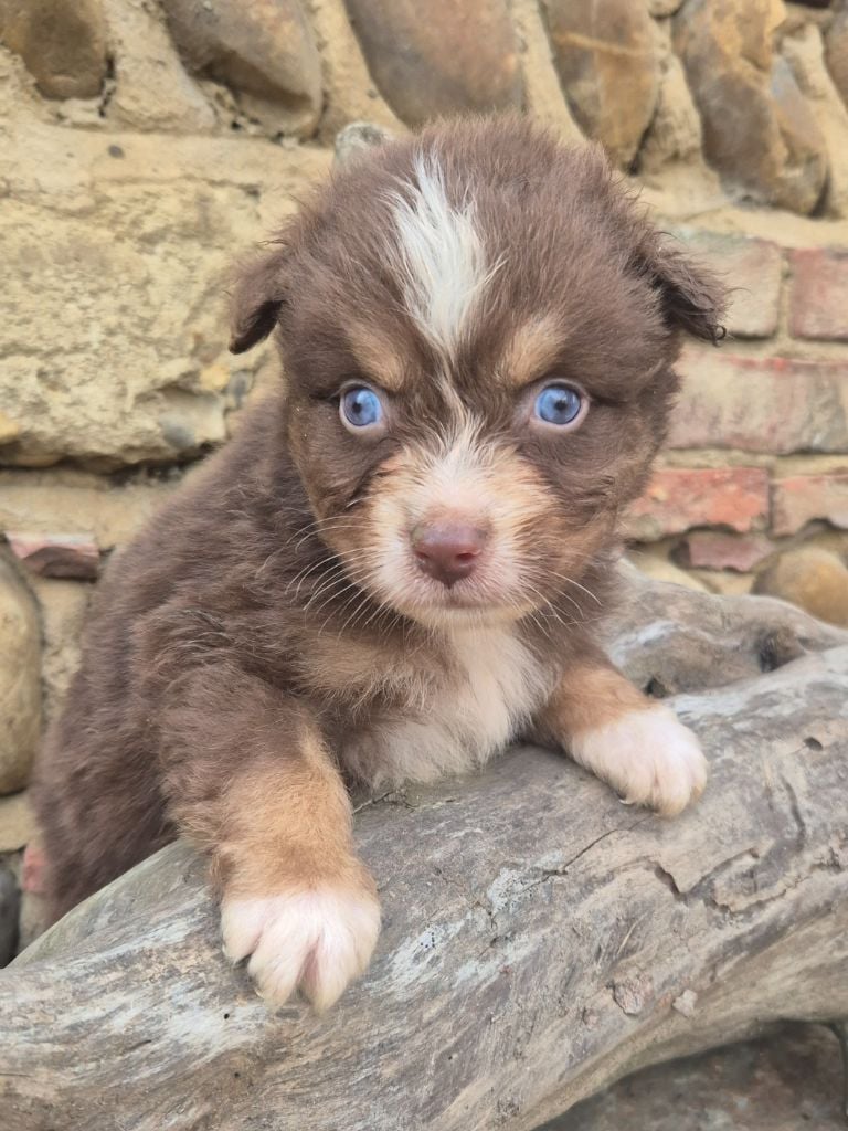 Des Collines Du Lac De Paladru - Chiots disponibles - Berger Australien