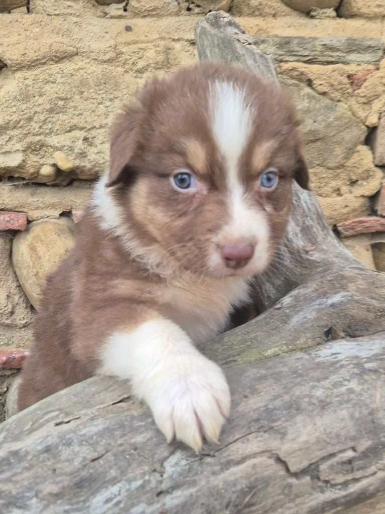 Des Collines Du Lac De Paladru - Chiots disponibles - Berger Australien