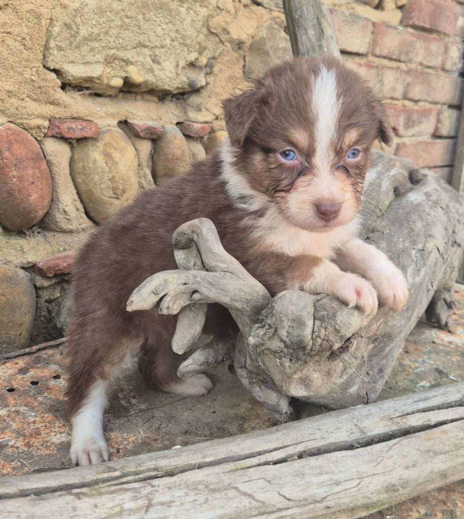 Des Collines Du Lac De Paladru - Chiots disponibles - Berger Australien