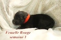 femelle Rouge