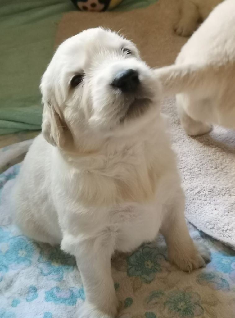 Du Domaine De La Taye - Chiots disponibles - Golden Retriever