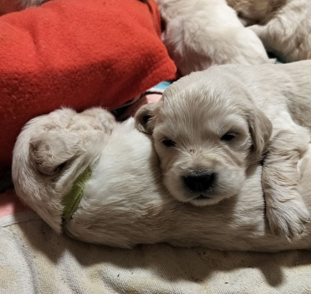 Du Domaine De La Taye - Chiots disponibles - Golden Retriever