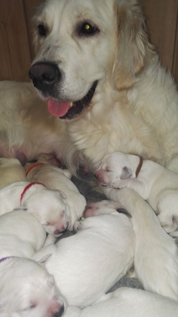 Chiot Golden Retriever Du Domaine De La Taye