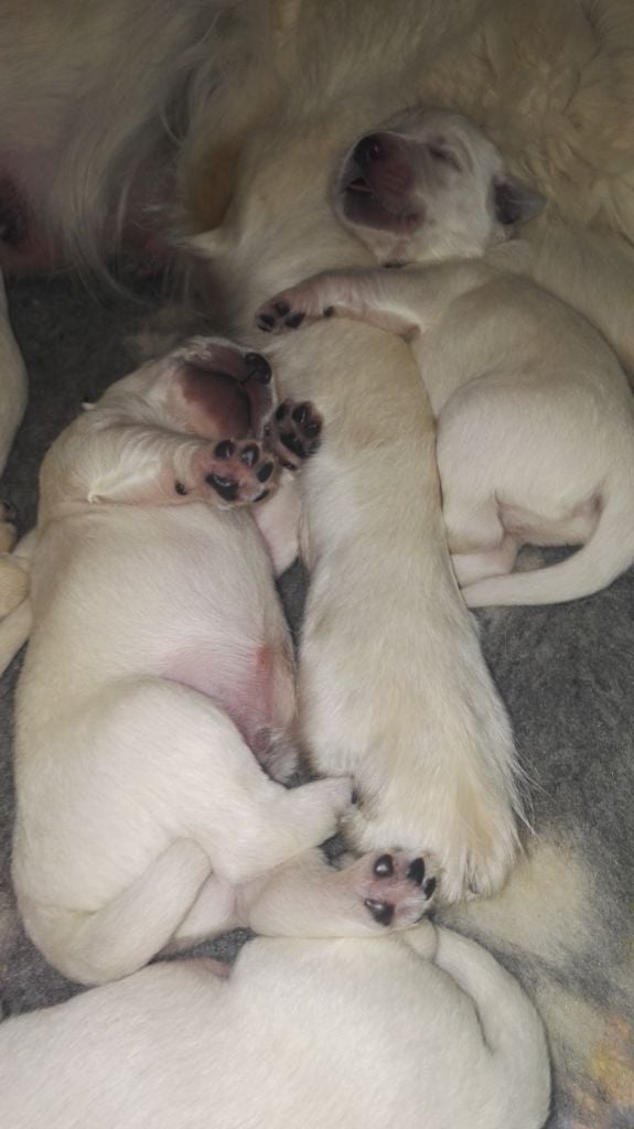 Du Domaine De La Taye - Chiots disponibles - Golden Retriever