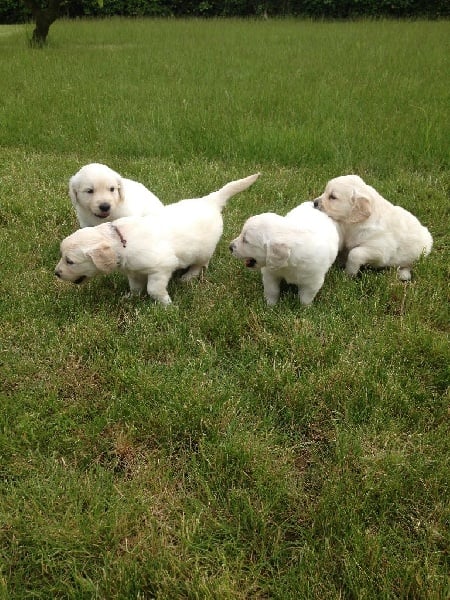 du grand sénéchal - Golden Retriever - Portée née le 01/05/2015