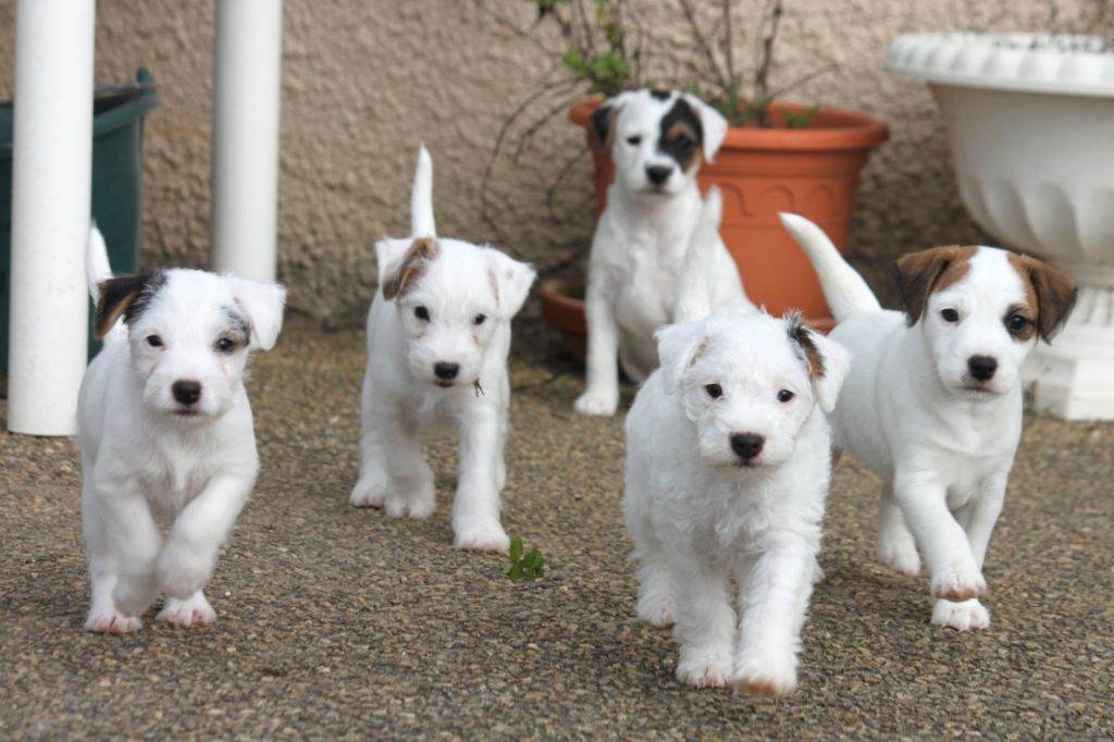 Of Lok Ker Eden - Parson Russell Terrier - Portée née le 28/11/2018