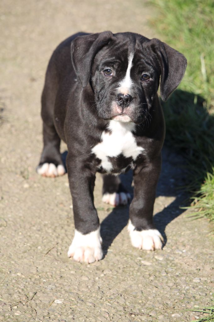 Des Dieux De L'arène - Chiots disponibles - American Staffordshire Terrier