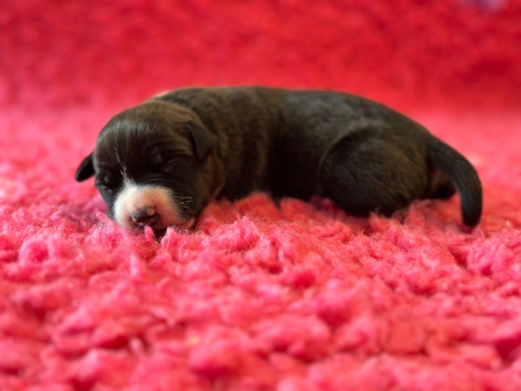 Des Dieux De L'arène - Chiots disponibles - American Staffordshire Terrier