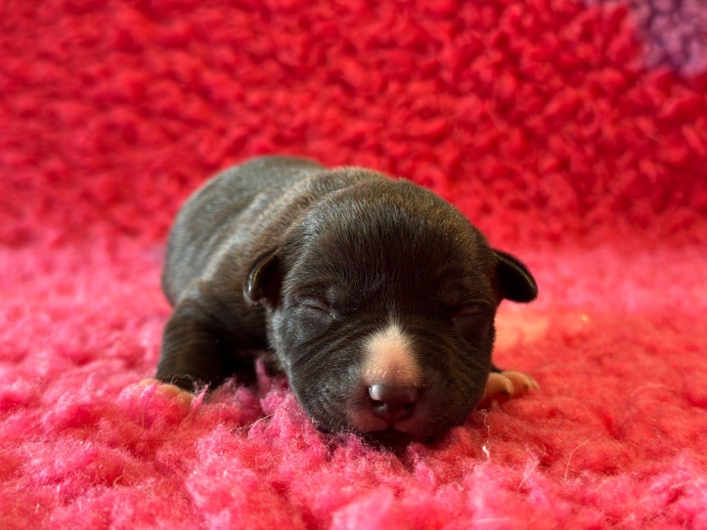 Des Dieux De L'arène - Chiots disponibles - American Staffordshire Terrier