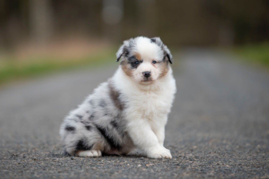 of go Fast Storm - Chiots disponibles - Berger Australien