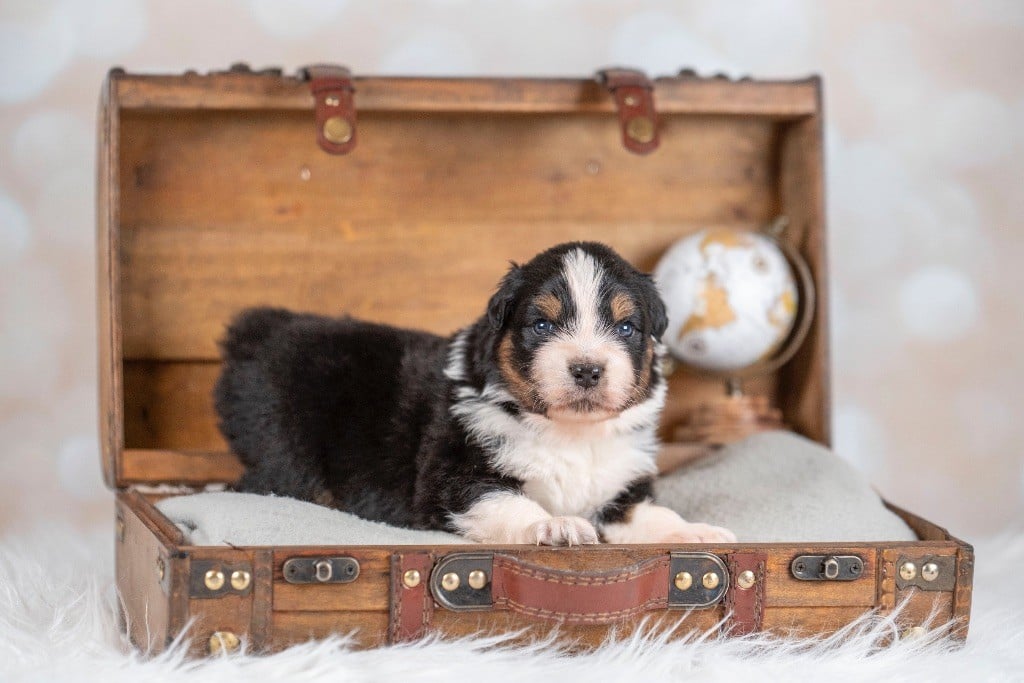 of go Fast Storm - Chiots disponibles - Berger Australien