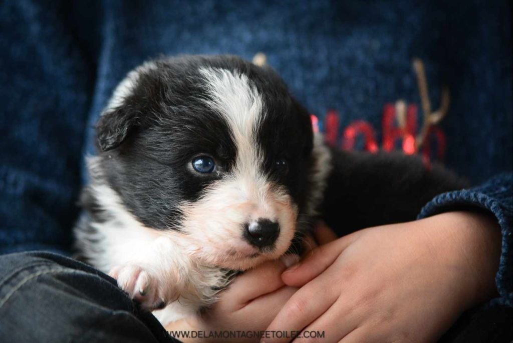 De La Montagne Etoilée - Chiots disponibles - Berger Australien