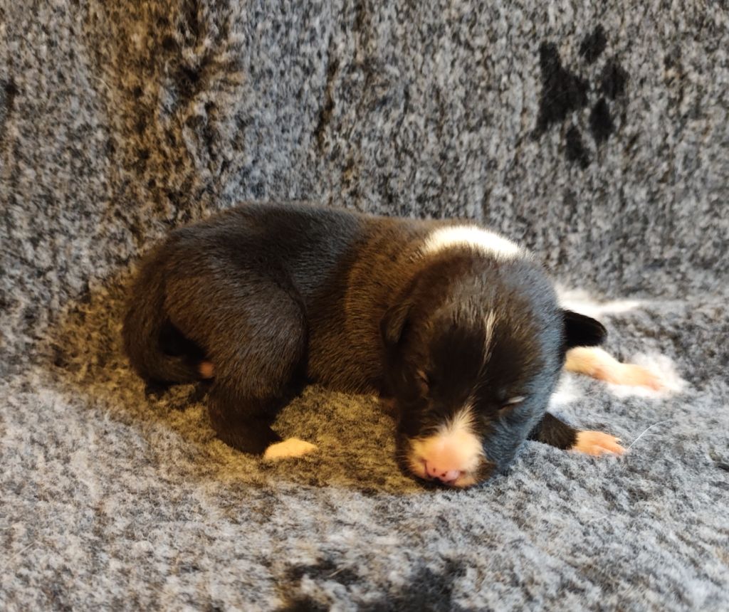 Des Joyeux quatre Pattes - Chiots disponibles - Border Collie